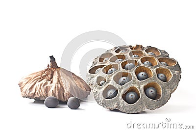 Dried Lotus Seed Pod Stock Photo