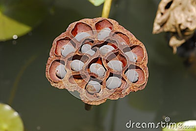 Dried lotus seeds Stock Photo