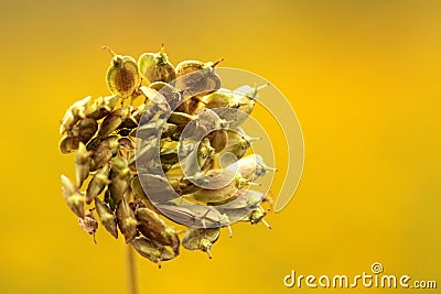 Dried meadow flower Stock Photo