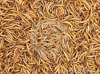 Dried Mealworms Background Stock Photo