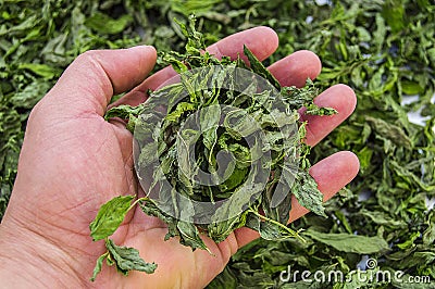 Dried mint, natural and organic fresh mint pictures, dried mint sauce into the picture to make soup, dry dried mint, dried mint in Stock Photo