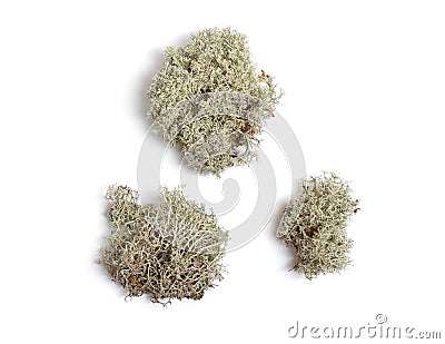 Dried multiple-branched tuft Lichen. Isolated on white background Stock Photo