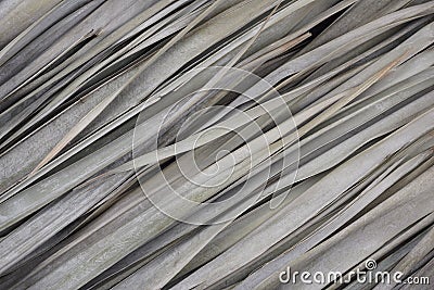 Dried natural palm leaves with muted grey beige colors texture pattern abstract background. Stock Photo