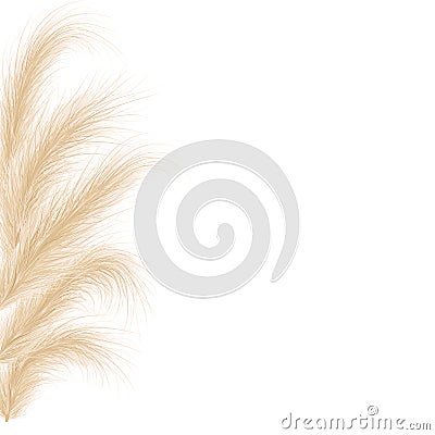 Dried natural pampas grass. Floral ornamental elements in boho style. Vector illustration of cortaderia selloana. New Vector Illustration