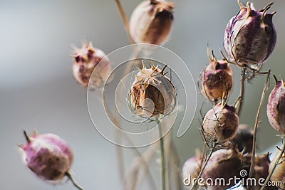 Dried Nigella flowers close-up view. Sadness, autumn melancholy, depression, mourn, grief concept Stock Photo