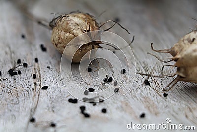 dried nigella seed pods and seeds on a wooden surface Stock Photo