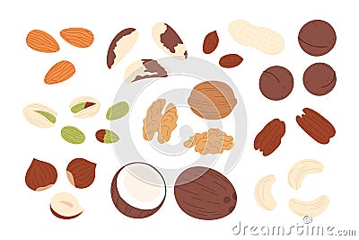 Dried nuts mix set, walnut and seed, coconut. Vegan food, almond and hazelnut, peanuts dry. Isolated pistachio, cartoon Vector Illustration