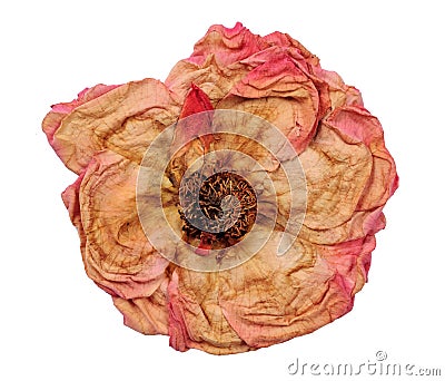 Dried oink rose Stock Photo