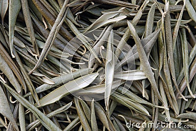 Dried olive leaves Stock Photo