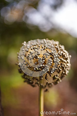 Dried onion seeds on flower Stock Photo