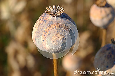 dried opium, poppy capsules Stock Photo
