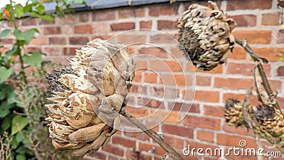 Dried out dead brown brittle artichoke flowers Stock Photo