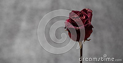 Dried out dead roses. Stock Photo