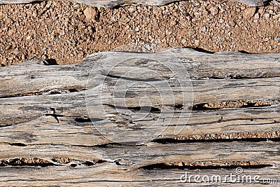 Dried out, dead Saguaro Cactus wood on the Arizona desert floor Stock Photo