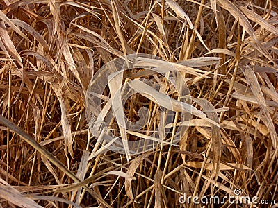 Dried-out Leaves of Reed Plant Clump Stock Photo