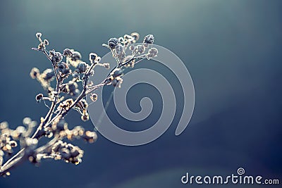 Dried out plant chervil forest in autumn lights colors and macro shots. Sunset meadow background. Stock Photo