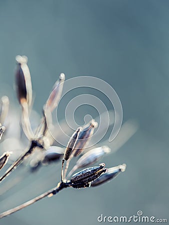 Dried out plant chervil forest in autumn lights colors and macro shots. Sunset meadow background. Stock Photo