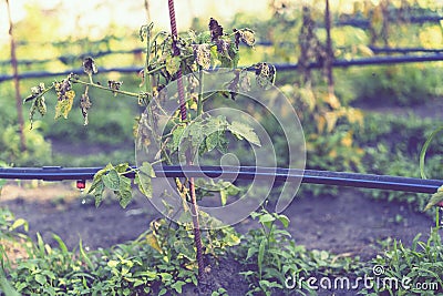 Dried out tomato, tomato gone bad. Tomatoes grown in the greenhouse dried due to illness or disrepedness. Agriculture Concept Stock Photo