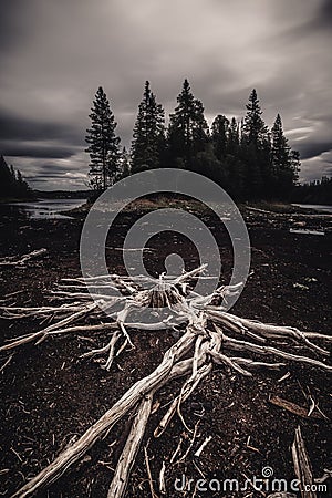 Dried out trees and tree trunks on the black beach of dried out lake Stock Photo