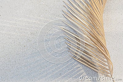 Dried palm leaf on a white concrete wall background Stock Photo
