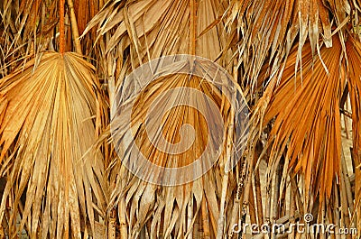 Dried palm leaves Stock Photo