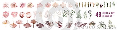 Dried pampas grass, rose, protea, orchid flowers, tropical palm leaves vector bouquets Vector Illustration