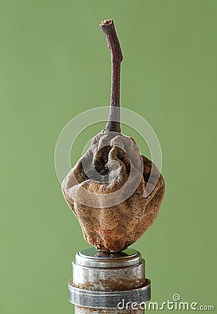 Dried pear close-up on a green background Stock Photo