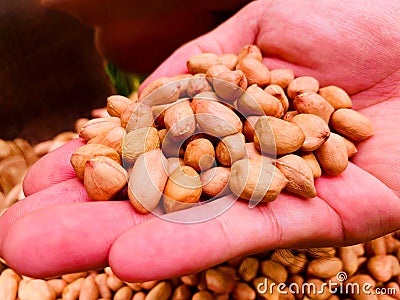 Dried peanuts kernel on hand, Food ingredient and raw food for vegetarian. Stock Photo