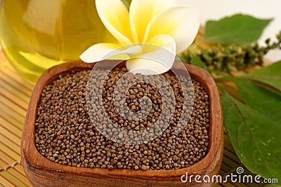 Dried Perilla seeds, green leaves and oil placed on a white background. Stock Photo