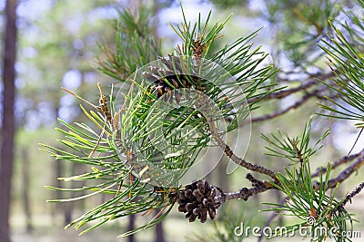 Dried pine cones on the branch Stock Photo