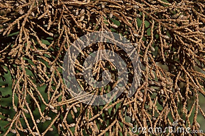 Dried pine tree leaves Stock Photo