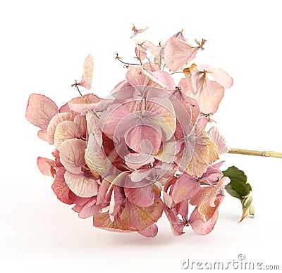 Dried pink hortensia Stock Photo