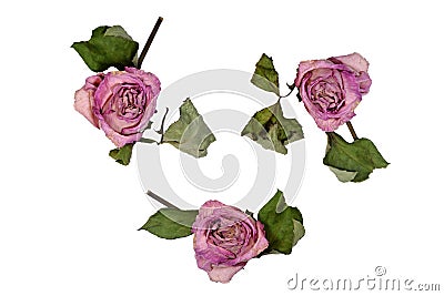 Dried pink roses isolated on white background. Stock Photo