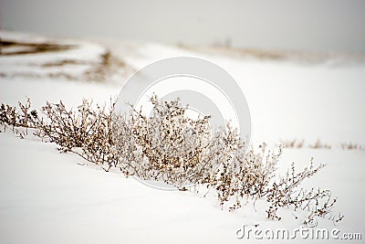 Dried plants in the snow Stock Photo
