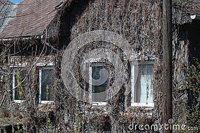 Dried plants on the wall of the house. Stock Photo