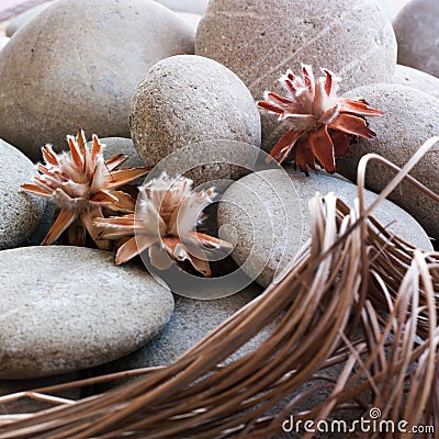 Dried plants with zen pebbles Stock Photo