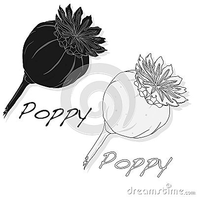 Dried poppy head vector Vector Illustration