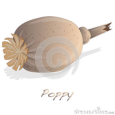 Dried poppy head vector Vector Illustration