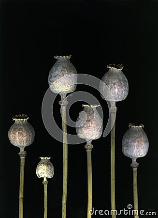 Dried poppy heads Stock Photo