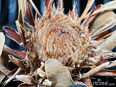 Dried Protea Flower, Silky Details Stock Photo