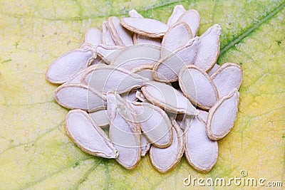 Dried pumpkin seeds on yellowing and dying pumpkin leaves Stock Photo