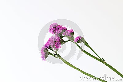 Dried purple flower Stock Photo