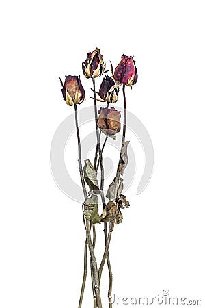 rose, Dried red rose on white background Stock Photo