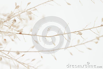 Dried romantic elegant beige flowers for wedding or tender poster invitation and wallpaper on light background macro Stock Photo