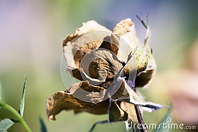 Dried rose closeup Stock Photo