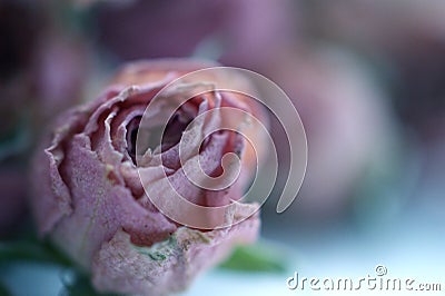 Dried rose flower head Stock Photo