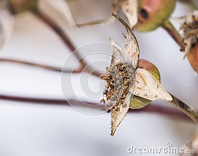 Dried Rose Hips in Winter Stock Photo