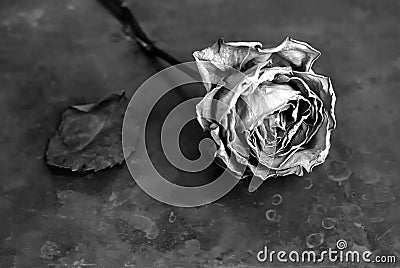 Dried rose on old copper texture Stock Photo