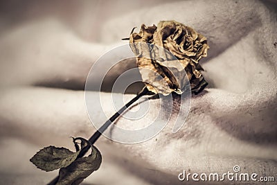 Dried Rose Petals Falling on White Background: Heartbreak and Disappointment Stock Photo