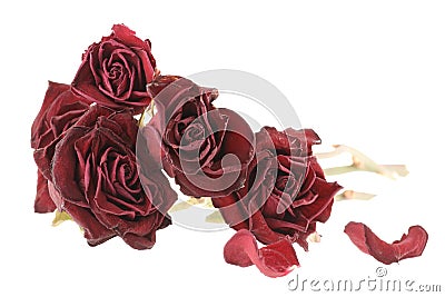 Dried roses Stock Photo